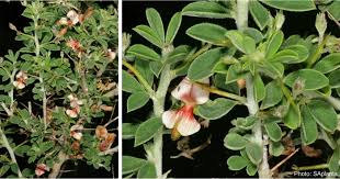 Image result for Indigofera circinella