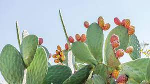 Both the fruits and the pads of the prickly pear. The Best Prickly Pear Oil Beauty Products Beauty Expert
