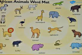 Afrikaans Lapbook Jungle Animals Pictures African Animals Names African Animals