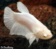 If you found your betta fish turning white, then there is a high chance of fungal infections. Premium Female Rare Pearl White Halfmoon Betta Fish