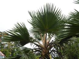 Image result for Latania loddigesii