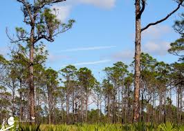 Atlantic ridge preserve state park. Atlantic Ridge Preserve State Park Serenity Spell
