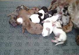 Beautiful Unique Colored Miniature Dachshund Puppies In Akc Mini Dachshund Pups In Jack Dachshund Puppies Dachshund Puppy Miniature Dachshund Puppies For Sale