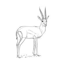 We did not find results for: How To Draw African Animals For Android Apk Download