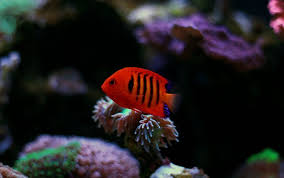 How To Treat A Swim Bladder Disorder In Aquarium Fish Aquarium Fish Fish Aquarium