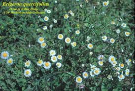 Image result for Erigeron