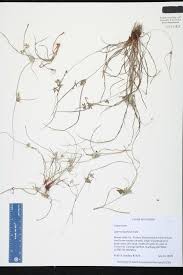 Image result for Queenslandiella