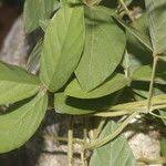 Image result for Teramnus