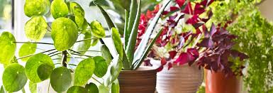 Having a cactus at home would provide you and your family with many health benefits, the truth is quite the contrary. Seven Benefits Of Having Plants In Your Office Ciphr