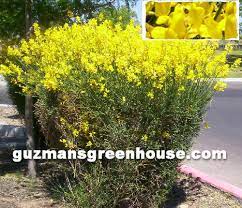 Achillea 'moonshine' is a perennial that is very reliable with generously blooming, bright and long lasting yellow flowers. Shrubs Southwest Desert Plants That Do Well In The Desert Southwest