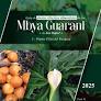 Publican guía sobre plantas alimenticias utilizadas por comunidades Mbya Guaraní de Itapúa