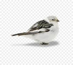 Auch die prachtfinken (estrildidae) und einige arten der ammern (emberizidae), tangaren (thraupidae), kardinäle (cardinalidae), sperlinge (passeridae) und webervögel. Vogel Eule Spatz Finke Clipart Vogel Png Herunterladen 800 800 Kostenlos Transparent Vogel Png Herunterladen