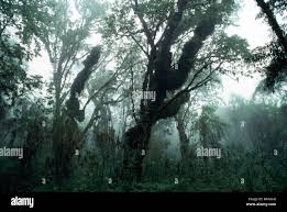 Image result for Hagenia