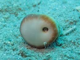 Image result for Microcoelia koehleri