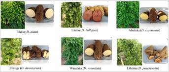 Image result for Dioscorea praehensilis