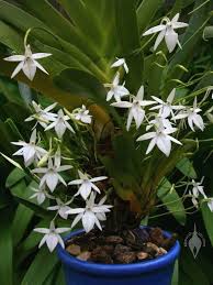 Image result for Jumellea walleri