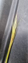 Image result for Panicum trichocladum