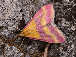 Image result for Pyrausta sanguinalis