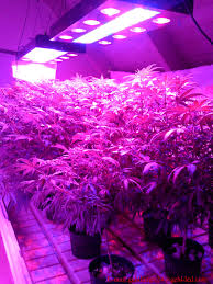 Maybe you would like to learn more about one of these? Led Grow Lights Amazon Led Grow Lights Led Grow Grow Lights