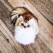cats are awesome cok sirin hayvanlar yavru kediler komik hayvan fotograflari