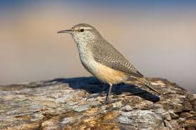 Michigan Bird With White Stripe On Head Rock Wren Bird Photo Birds Bird Sightings