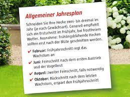 Heckenschnitt So Schneiden Sie Ihre Hecke Bauhaus