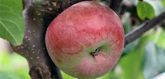 Maybe you would like to learn more about one of these? Dwarf Fruit Trees The Diggers Club