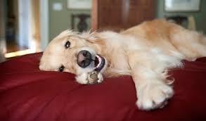We are responsible breeders, breeding sparingly and to benefit. Golden Retriever