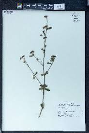 Image result for Sida chrysantha