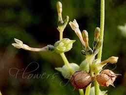 Image result for Kohautia