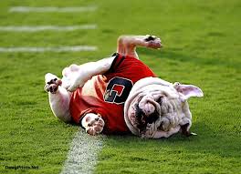 See more ideas about live mascot, georgia bulldogs, uga. Georgia Bulldogs Mascot Uga Vi Playfully Rolls Around On The Football Field Georgia Bulldog Mascot Bulldog Mascot Bulldog
