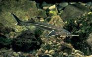 Momentan haben wir über 1 millionen lösungen zu über 400.000 begriffen. Der Stor Fisch Des Jahres 2014 Lfl