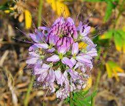 Image result for Cleome schimperi