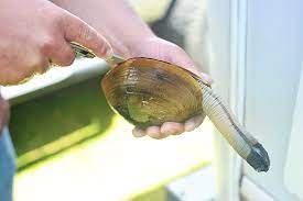 How to wash shell clams. How To Clean A Clam Georgiapellegrini Com