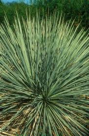 Image result for Monsonia glauca