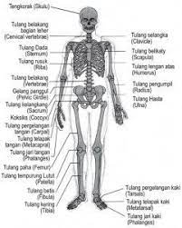 Struktur Dan Fungsi Rangka Tubuh Manusia Tubuh Manusia Anatomi Tubuh Anatomi