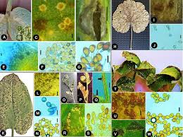 Image result for Secamone delagoensis