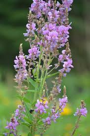 Image result for Desmodium