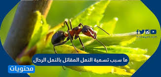 اللهم إنا نسألك صباحا يملأ الأجساد عافيه والروح فرحا وأرزقنا التوفيق في أمورنا. Ù…ØªÙ‰ ÙŠÙˆÙ… Ø¹Ø±ÙÙ‡ 1442 2021 Ù…ÙˆÙ‚Ø¹ Ù…Ø­ØªÙˆÙŠØ§Øª