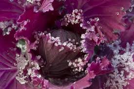 Quelles fleurs en décembre ? Quels Semis Et Travaux De Jardinage En Decembre