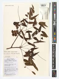 Image result for Kirkia