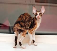 Graceful Alice Magic Rivendell Chocolate Tortie Bicolour Cornish Rex Rex Cat Cornish Rex Cat Cute Cats