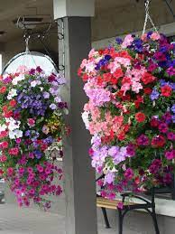 They will begin to droop if you water them too frequently. Bloom Master Australia Simply The Finest Most Productive Hanging Baskets And Planters In The World Hanging Flower Baskets Container Flowers Hanging Plants