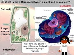 How to make a plant cell science project? Cell Biology Mission To Mars Project Based Cell Structure And Function