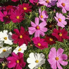 Dwarf Cosmos Flower Seeds Dwarf Cosmos Seeds Bulk