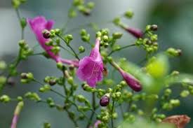 Image result for Strobilanthes hamiltoniana