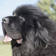 Big Fluffy Dog Breeds Black And Brown These Pups Will Have Your Friends Wondering If You Adopted A Dog Or A Bear Newfoundland Dog Puppy Newfoundland Dog Big Dog Breeds
