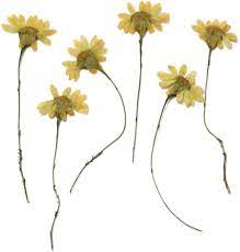 This listing is for 5 flowers. Silver J Pressed Flowers Yellow Camomile 20pcs Floral Art Craft Amazon Co Uk Kitchen Home