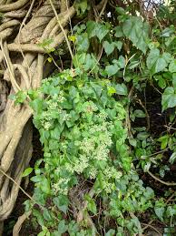 Image result for Mikania sagittifera