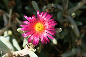 Image result for Aizoaceae